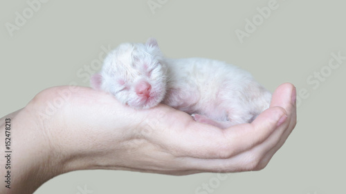 Принти на полотні Little kitten was born
