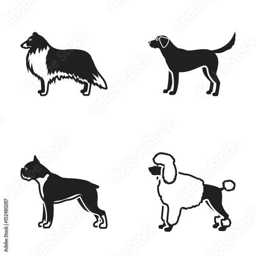 Collie, labrador, boxer, poodle. Dog breeds set collection icons in black style vector symbol stock illustration web.