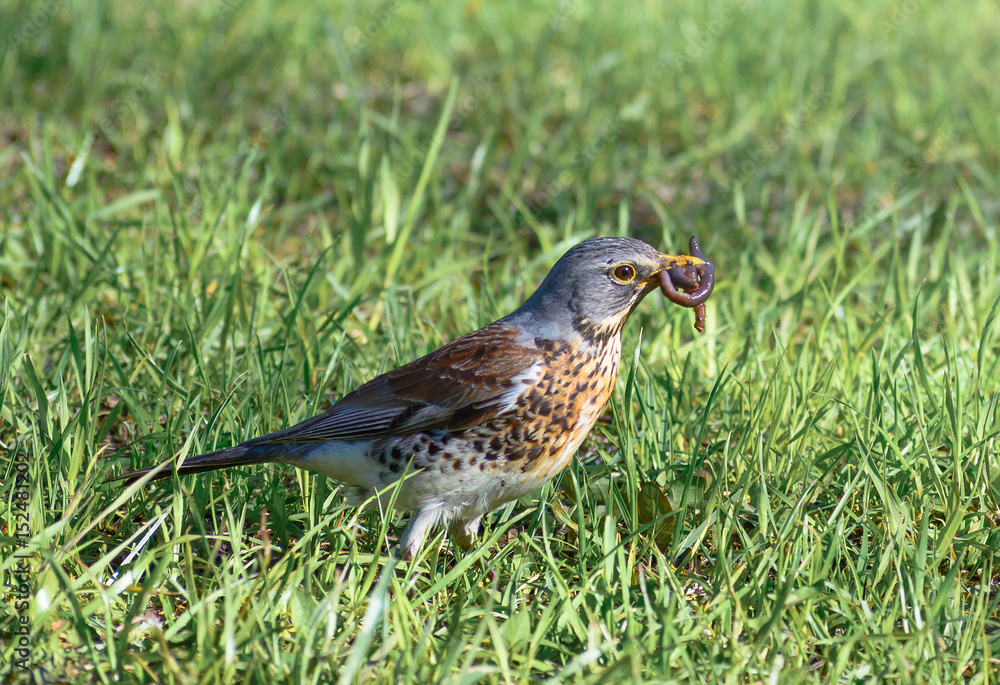 Fototapeta premium Bird fieldfare, Turdus pilaris, on the grass in the park