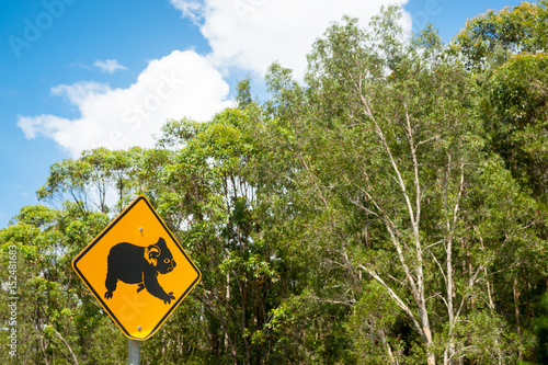 Fototapeta Naklejka Na Ścianę i Meble -  Koala bear warning sign black on yellow near country road in Australia.