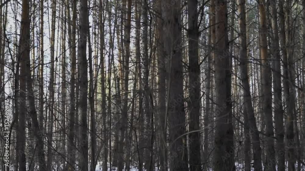 Pine trees in the forest
