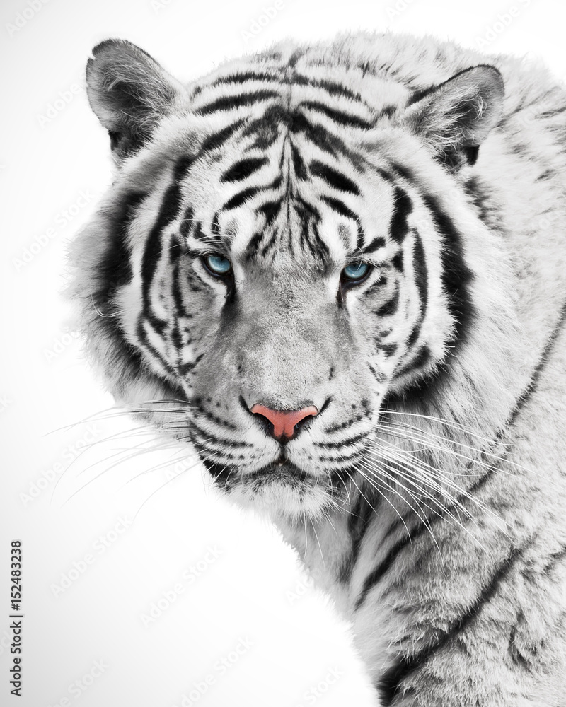 Naklejka premium Piękno białego tygrysa