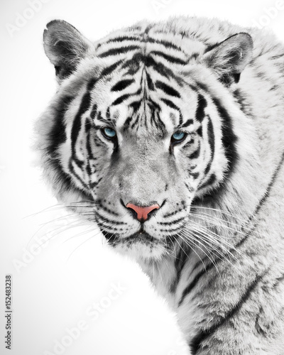 Canvas Print White tiger beauty