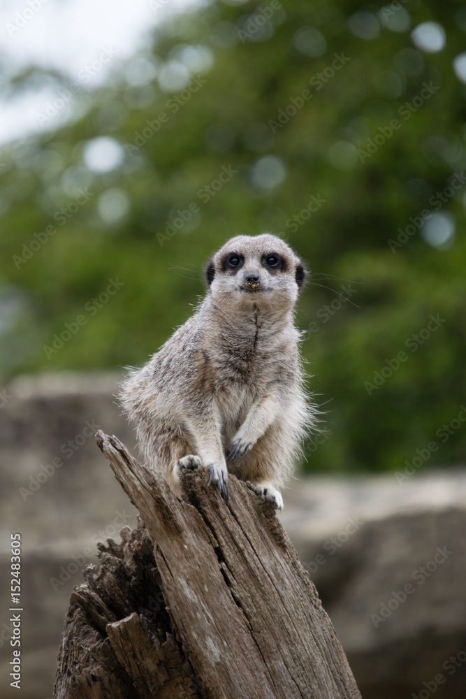 Meerkat Meerkat