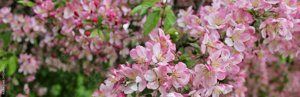 Beautiful tree branches with pink spring flowers Beautiful tree branches with pink spring flowers