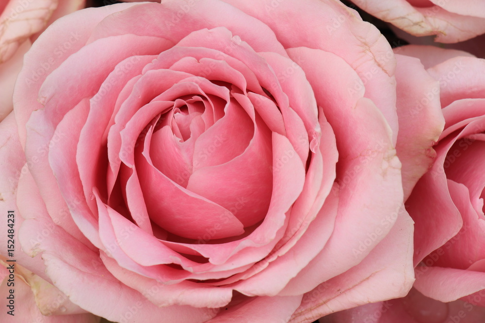 Big pink roses Big pink roses