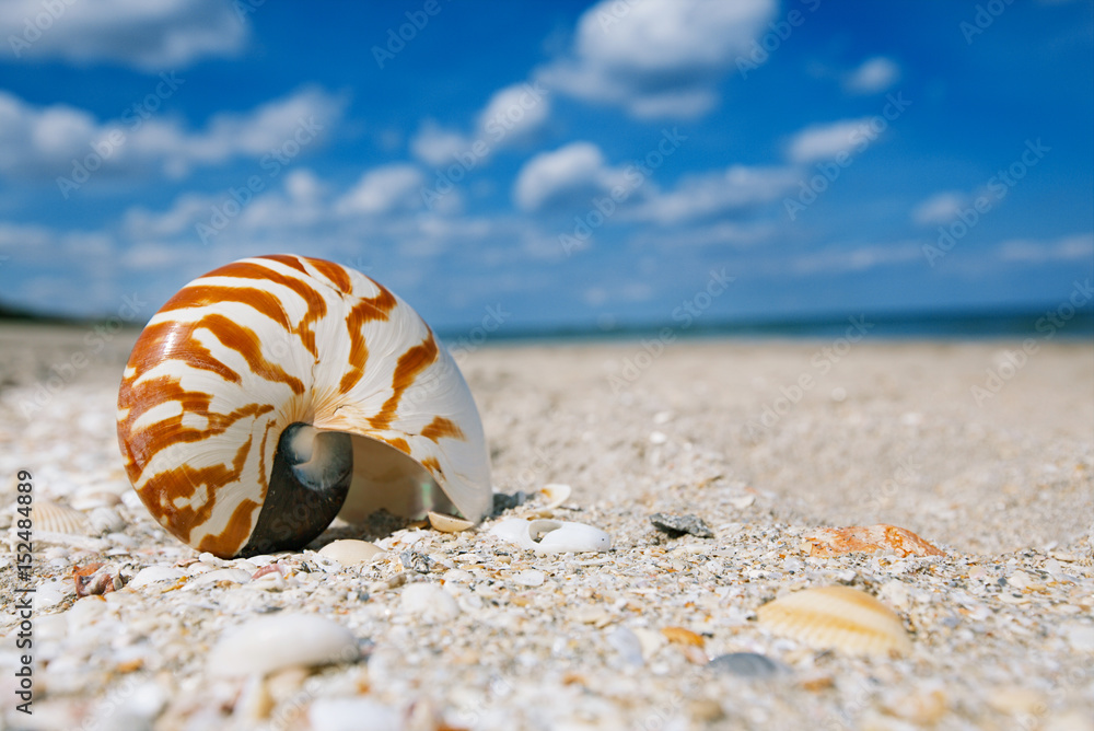 nautilus sea shell on golden sand beach with ocean waves in soft sun light nautilus sea shell on golden sand beach with ocean waves in soft sun light
