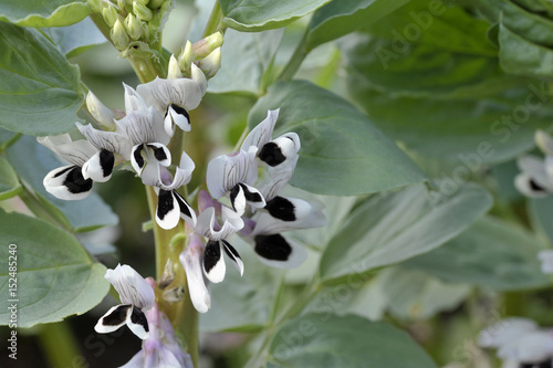 Broad beans photo