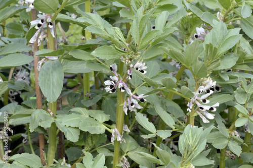 Broad beans photo