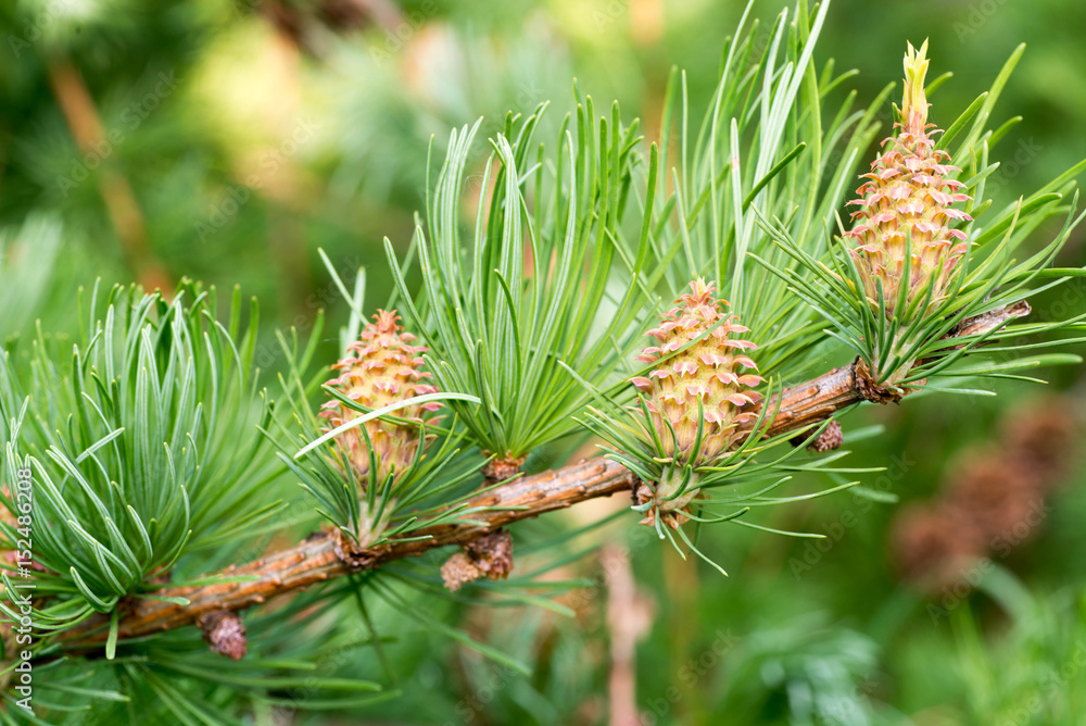 larch twig with cones larch twig with cones