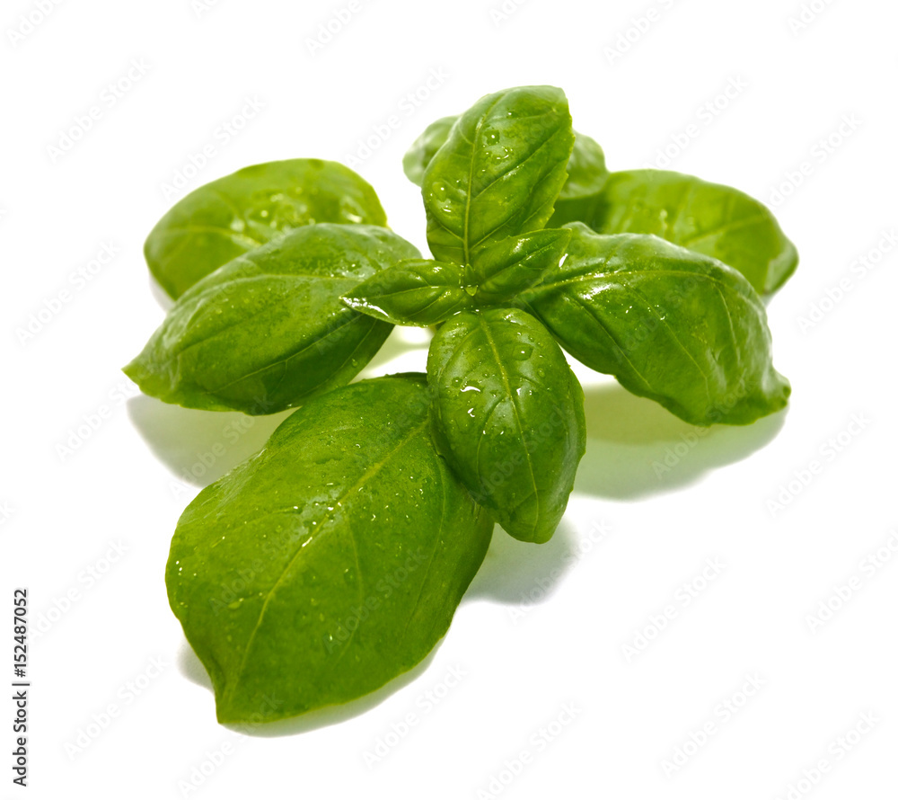 Fresh basil leaves. isolated. Fresh basil leaves. isolated.