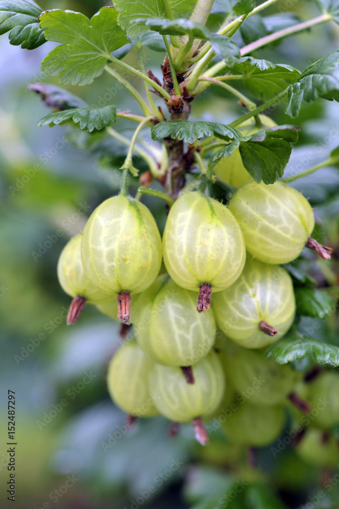 Gooseberries