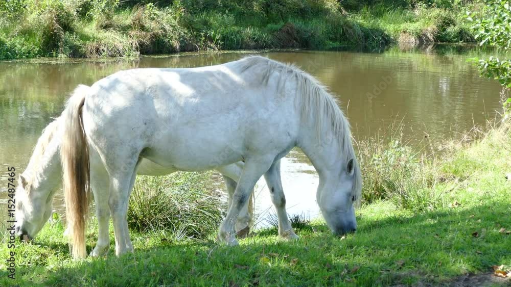 Horses eating grass at river side Horses eating grass at river side