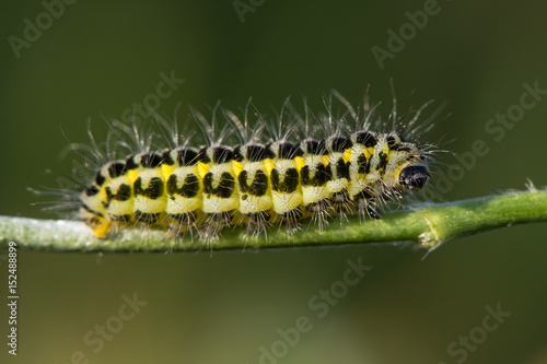 Narrow-bordered five-spot burnet moth (Zygaena lonicerae) caterpillar profile. A yellow and black moth larva in the family Zygaenidae, with warning coloration and hair © iredding01
