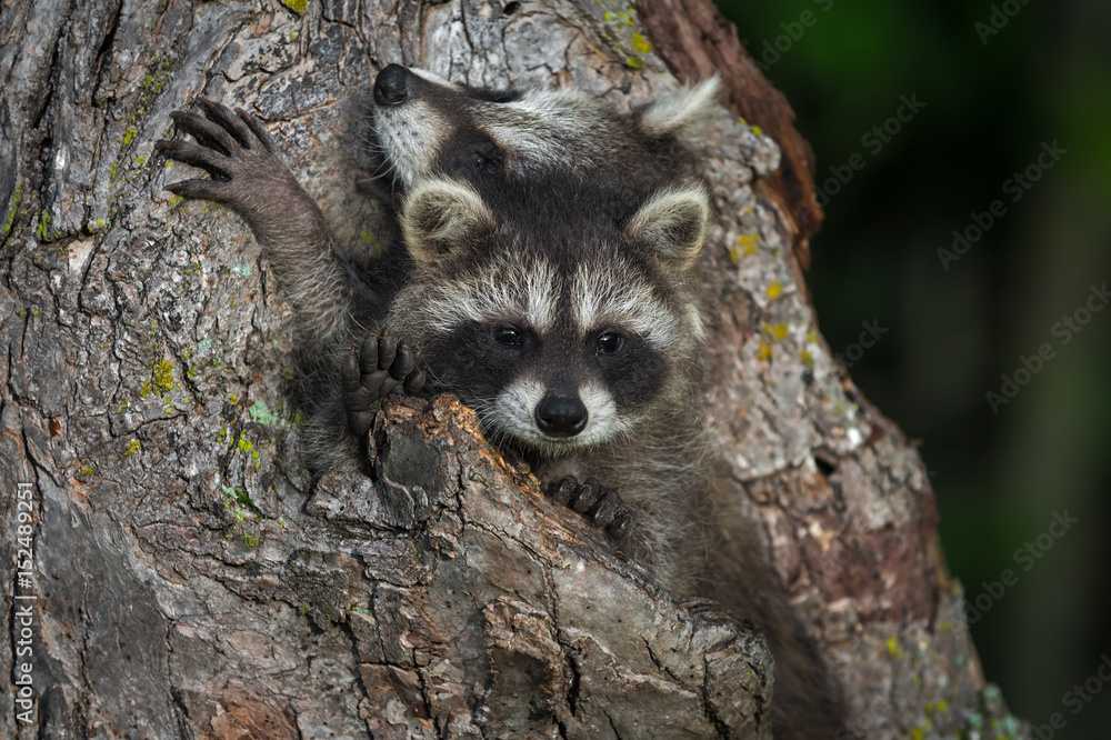 Young Raccoons (Procyon lotor) Squeezed in Knothole Young Raccoons (Procyon lotor) Squeezed in Knothole