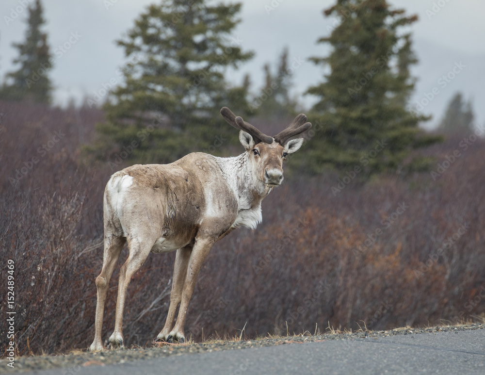Young Bull Caribou