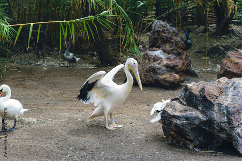 Male Pelican