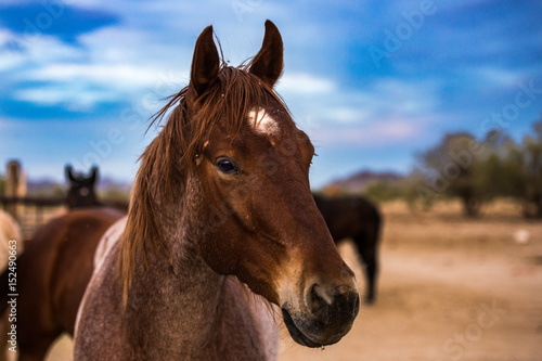 Horse © PeterTreadway