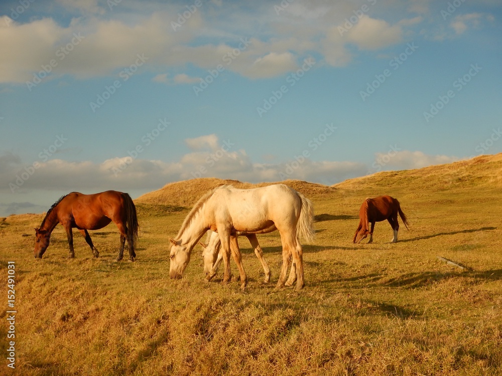 Fototapeta premium new zealand travel nature