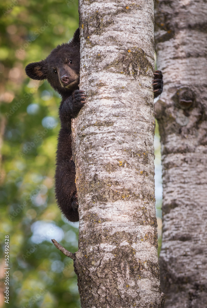 Naklejka premium Black Bear (Ursus americanus) Cub Peers Around Trunk