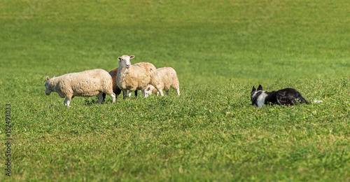 Sheep Dog Watches and Is Watched By Group of Sheep (Ovis aries)