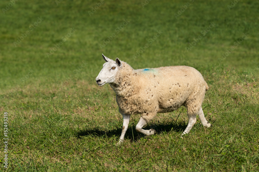 Sheep (Ovis aries) Goes Left With Grass in Mouth Sheep (Ovis aries) Goes Left With Grass in Mouth