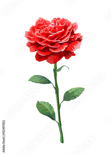 Image of red rose on stem isolated on white background.