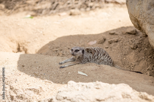 Meerkat arms out laying in the shade