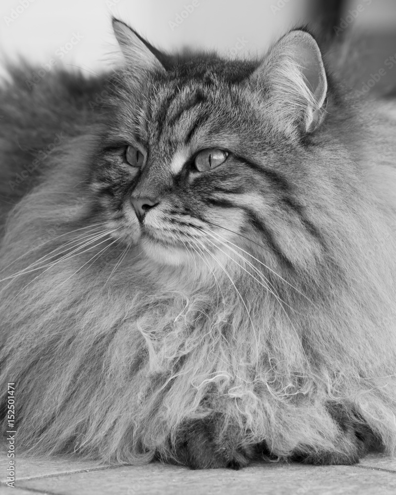 long haired cat of siberian breed, brown tabby long haired cat of siberian breed, brown tabby