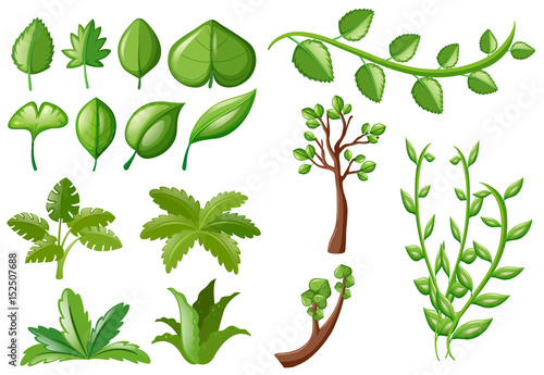Different types of green leaves