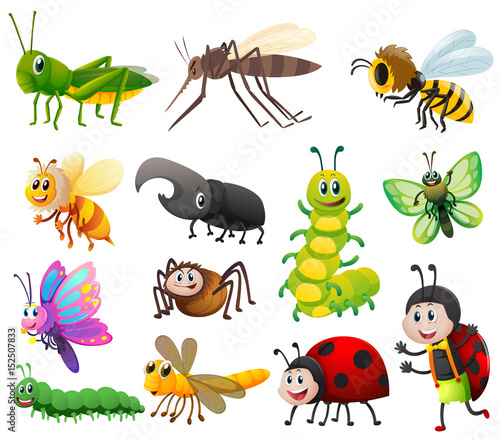 Different kinds of insects on white background