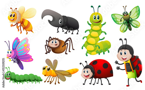 Different kinds of insects © brgfx