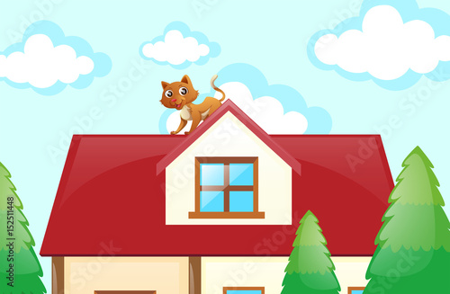 Cat on the rooftop