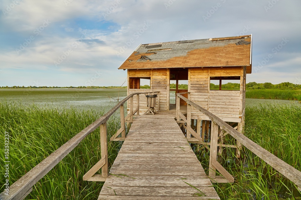 Obraz premium Swamp walking path
