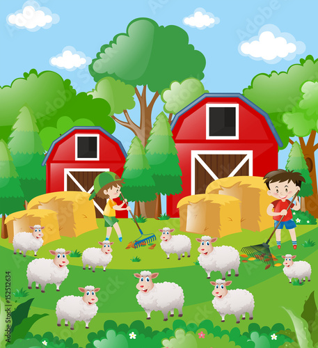 Boys and sheep in the farmyard