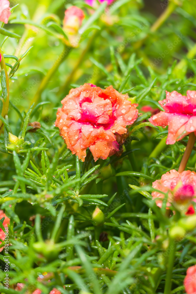 The background image of the colorful flowers The background image of the colorful flowers