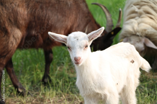 AGNELLO BIANCO