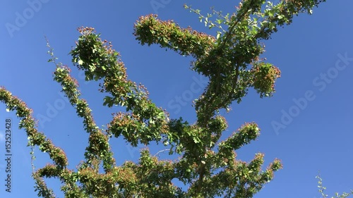 Mediterranean plant on Tresino hill, Cilento, 4K photo