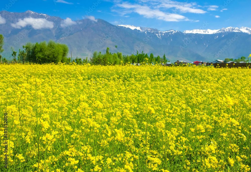 Mustard flower field in  Kashmir, India
