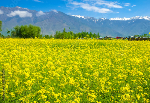 Mustard flower field in  Kashmir  India