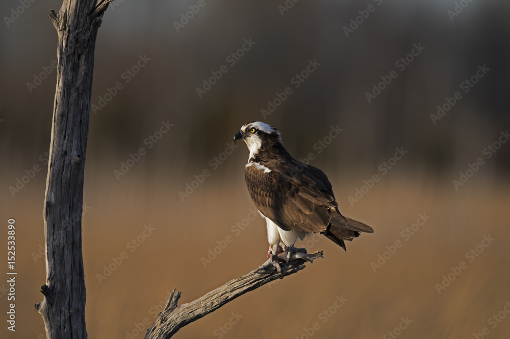 Osprey in Tree with Fish Osprey in Tree with Fish