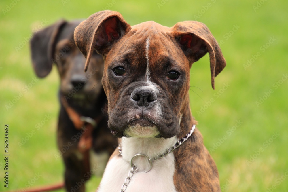 Beautiful brindle puppy enjoys exploring in the new spring season, with his friend close behind.