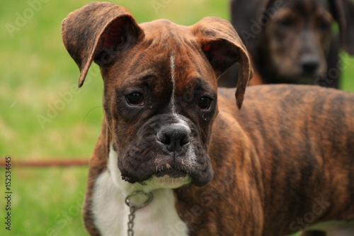 Beautiful brindle boxer puppy enjoys explore the new spring season with a mixed breed friend in background.
