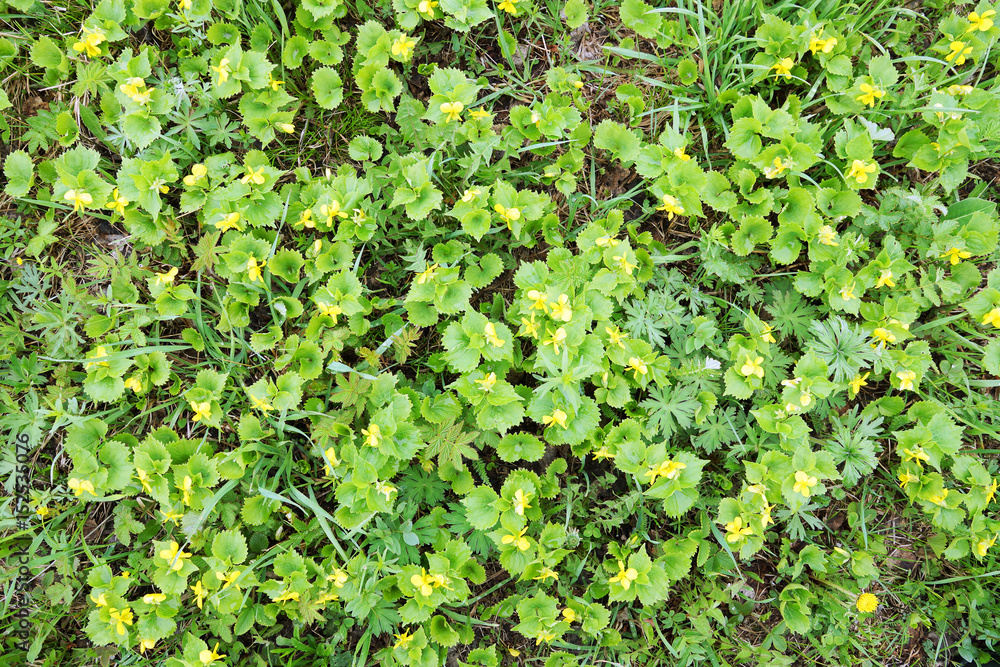 Fototapeta premium Natural background with bright vivid yellow flowers and fresh green grass in springtime