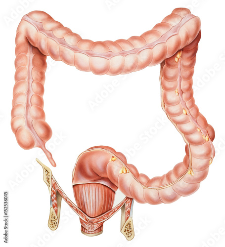 Normal human anatomy of an appendix, colon, and rectum (male or female).. photo