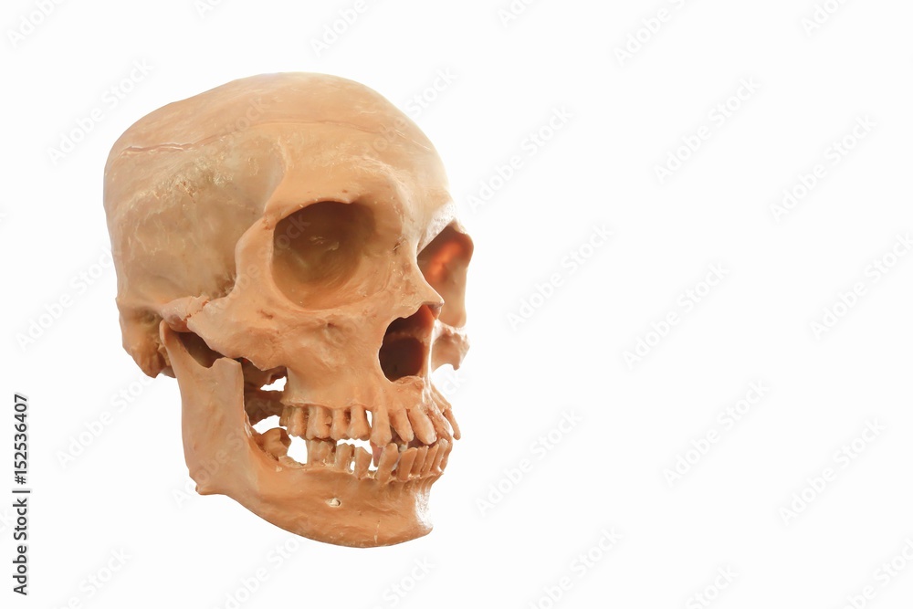 Skull isolate on white background. Skull isolate on white background.
