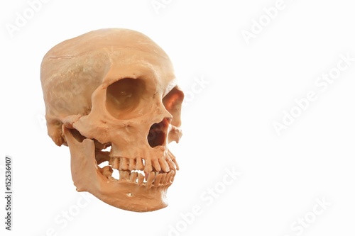 Skull isolate on white background.