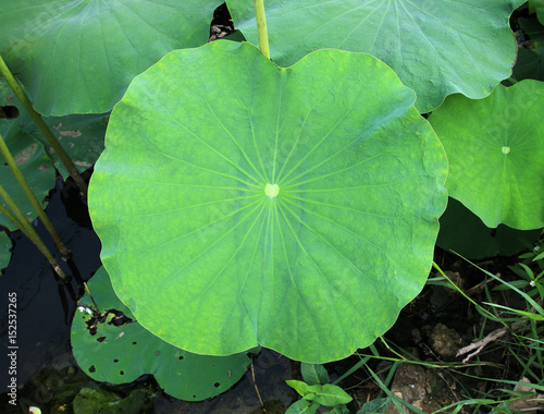 The leaf of lotus on the outdoor in the pond.