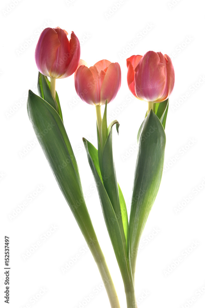 spring flowers. Tulips isolated on white spring flowers. Tulips isolated on white