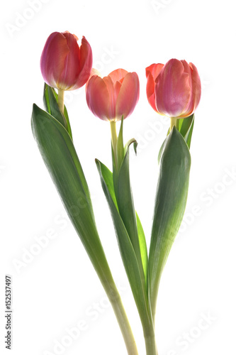 spring flowers. Tulips isolated on white